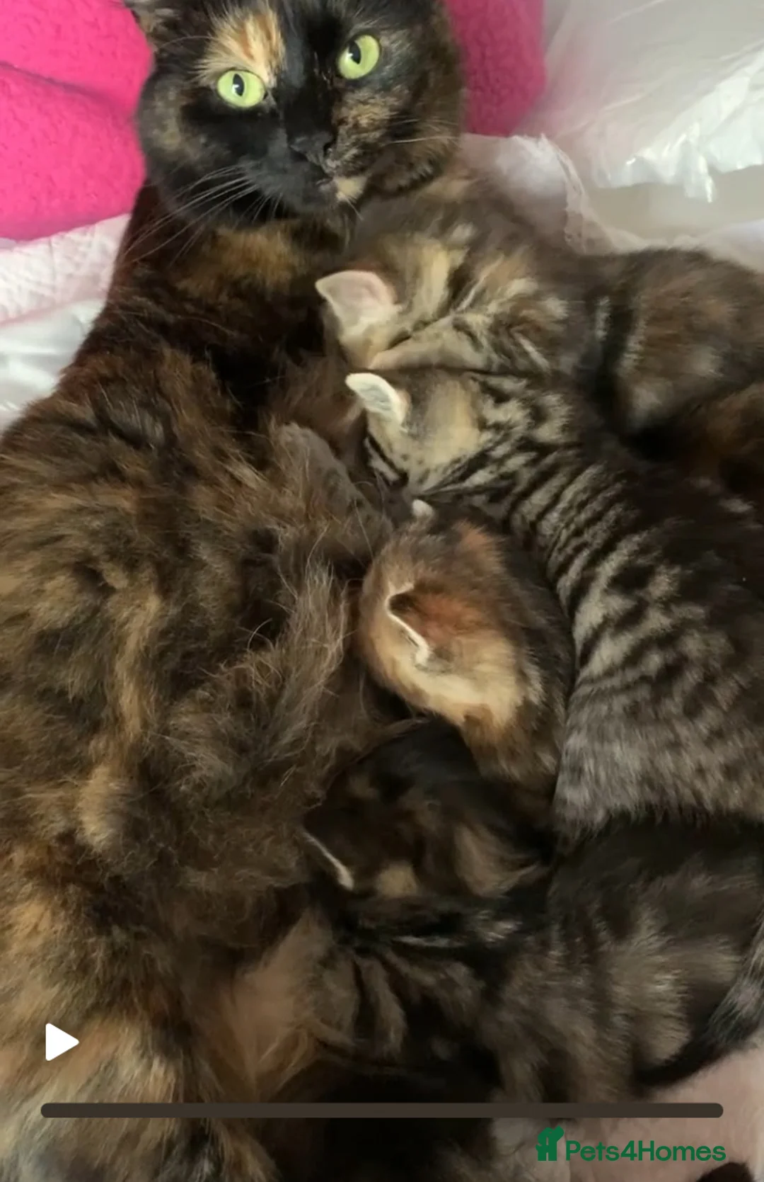 Turkish Angora cats for sale: 5 Turkish Angora kittens - 3 Girls/2 boys - Advert 3