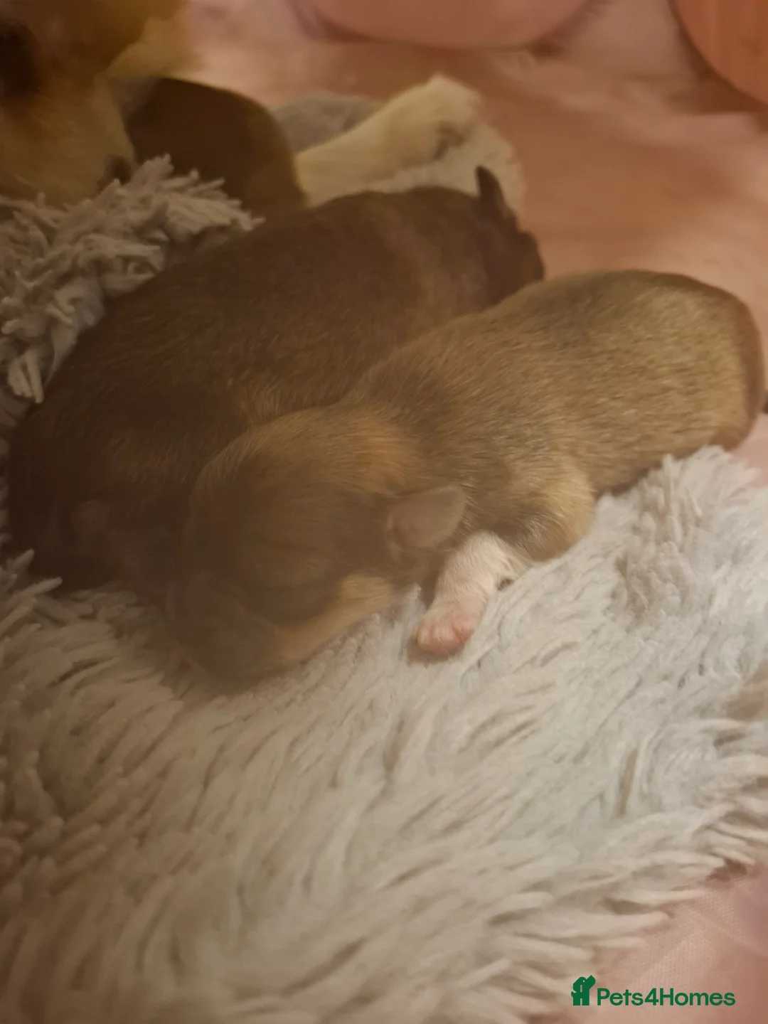 Mixed Breed dogs for sale: 🧸Puppies 🐶 adorable paparainian teddy bear 🧸 - Advert 39