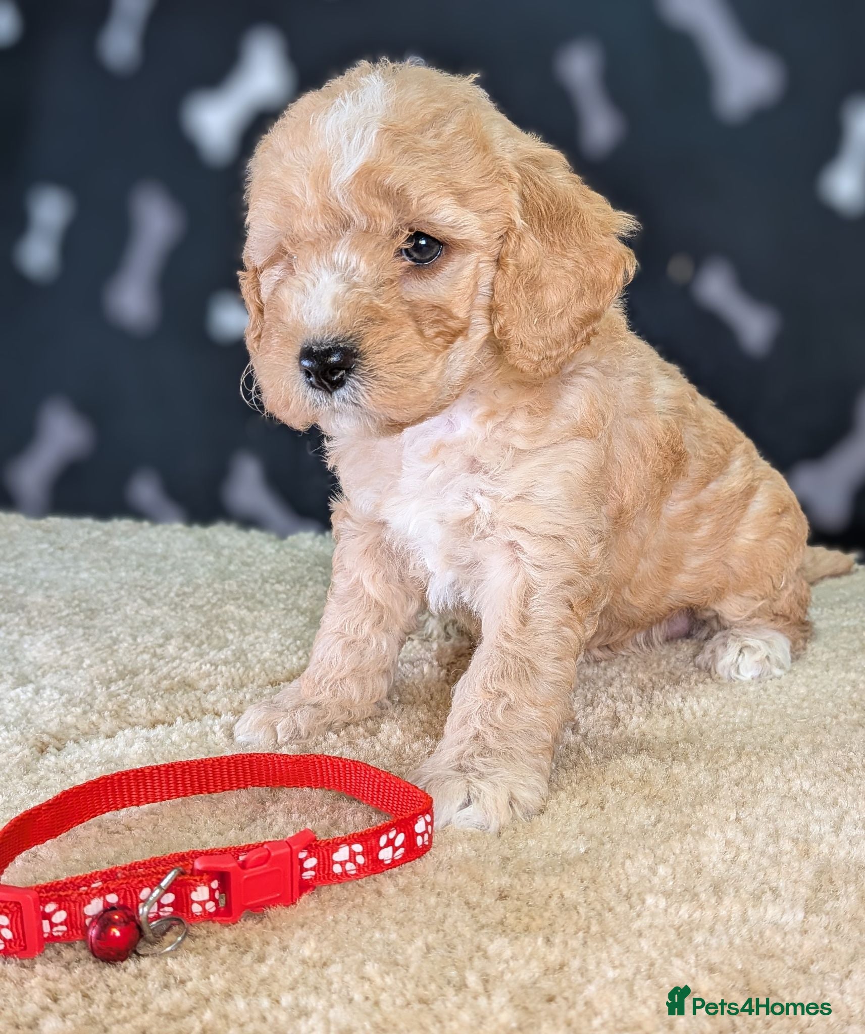 Cavapoochon dogs Beautiful Cavapoochons - Advert 1