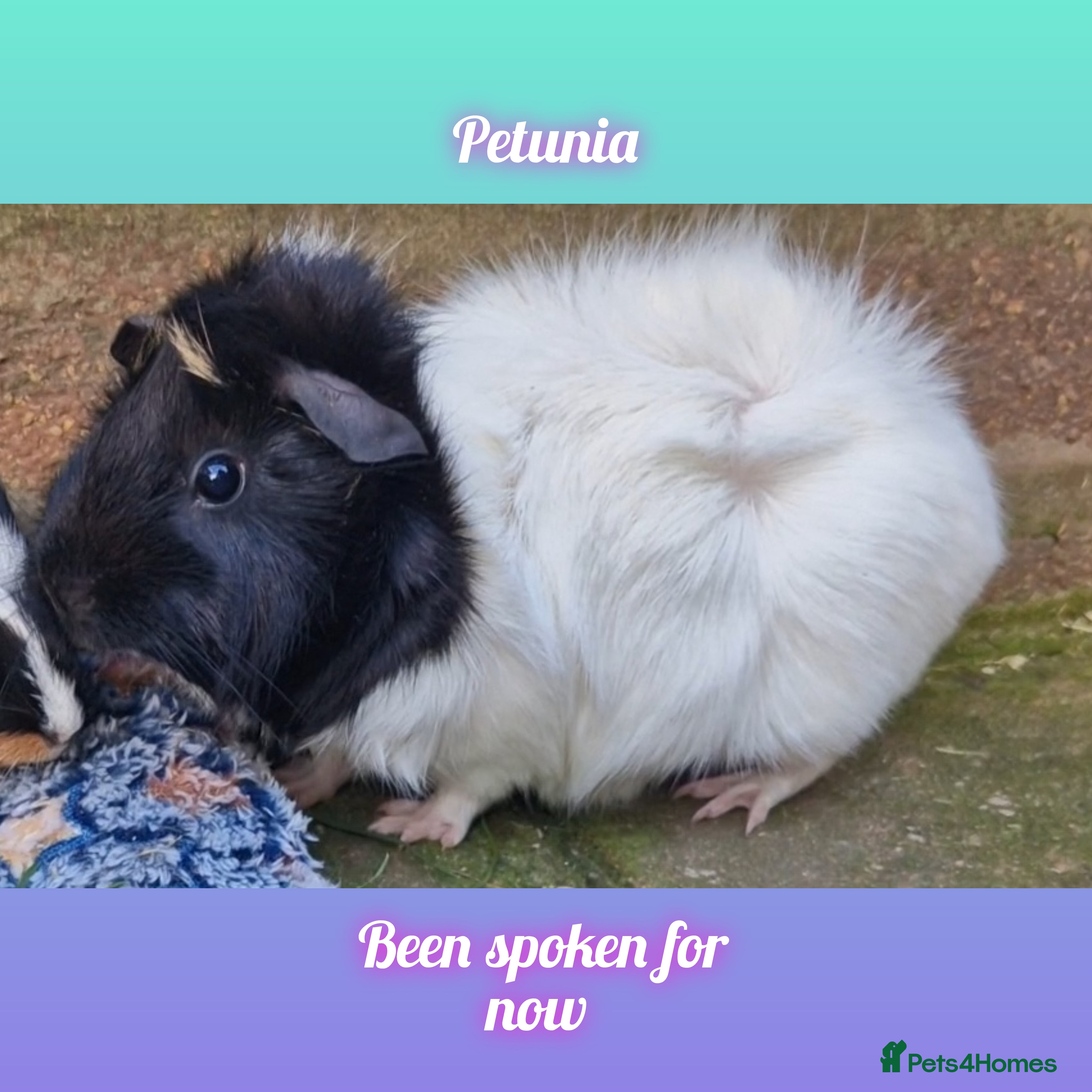 Guinea Pig rodents Abbymixs female/wont be ready till 29th march 26 - Advert 8