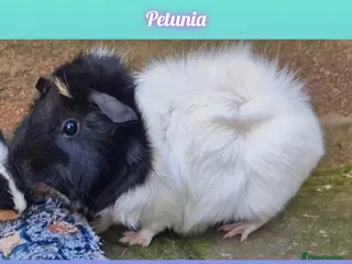 Guinea Pig rodents Abbymixs female/wont be ready till 29th march 26 - Advert 8