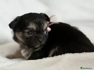 Chihuahua dogs Only one beautiful long haired female left! - Advert 5