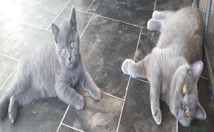 British Shorthair cats - Advert 1