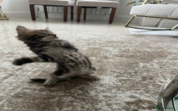 Mixed Breed cats for sale: Kittens available (3 girls & 1 boy) - Image 9