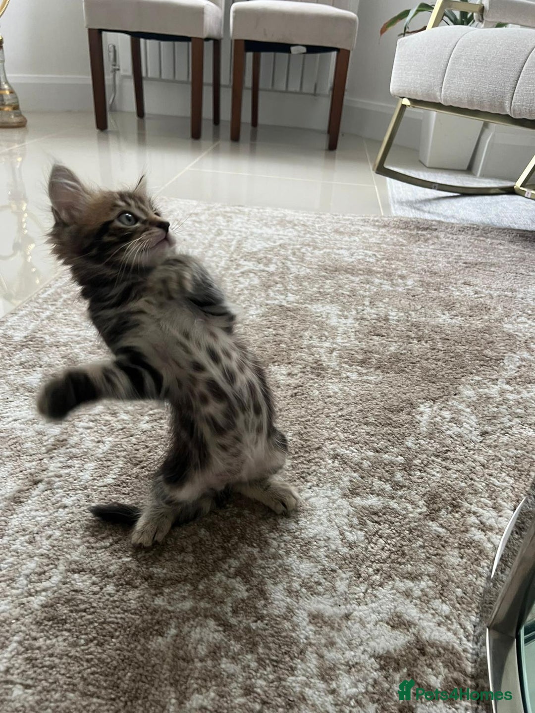 Mixed Breed cats for sale: Kittens available (3 girls & 1 boy) - Image 9
