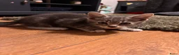 Mixed Breed cats for sale: Adorable kittens for sale  - Advert 28