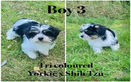 Shorkie dogs for sale: Shorkie pups ready now - Image 1