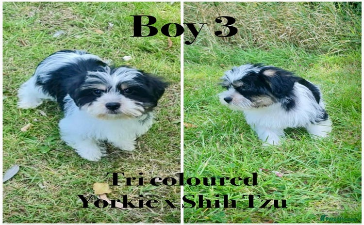 Shorkie dogs - Advert 1