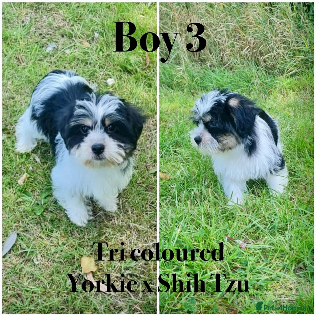 Shorkie dogs for sale: Shorkie pups ready now - Image 1