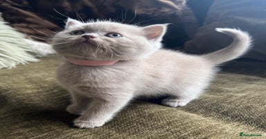 Scottish Fold cats - Advert 3
