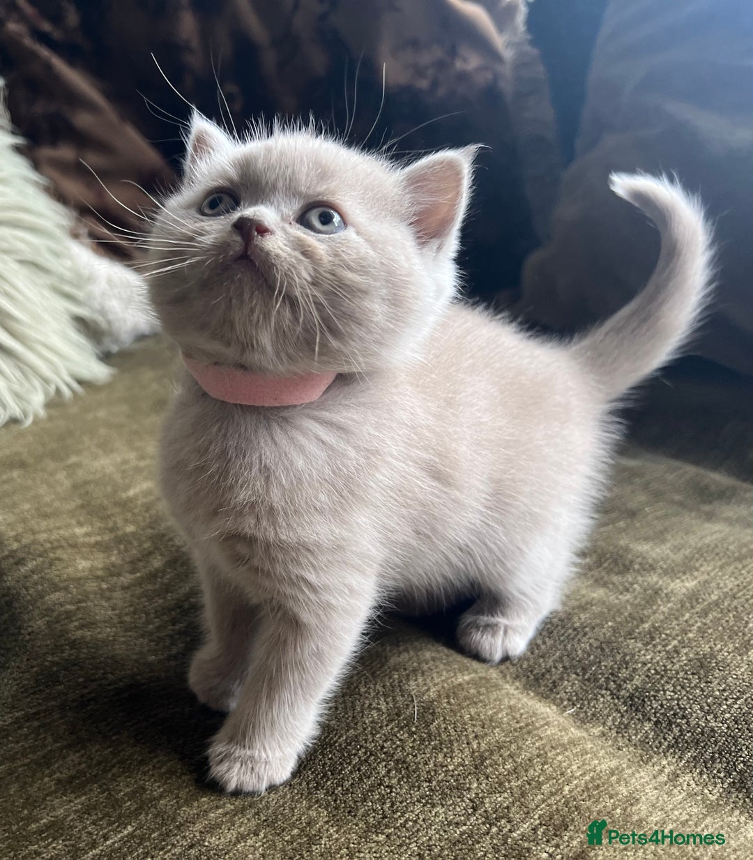 Scottish Fold cats for sale: Beautiful lilac Scottishfold straight ear kittens  - Image 9