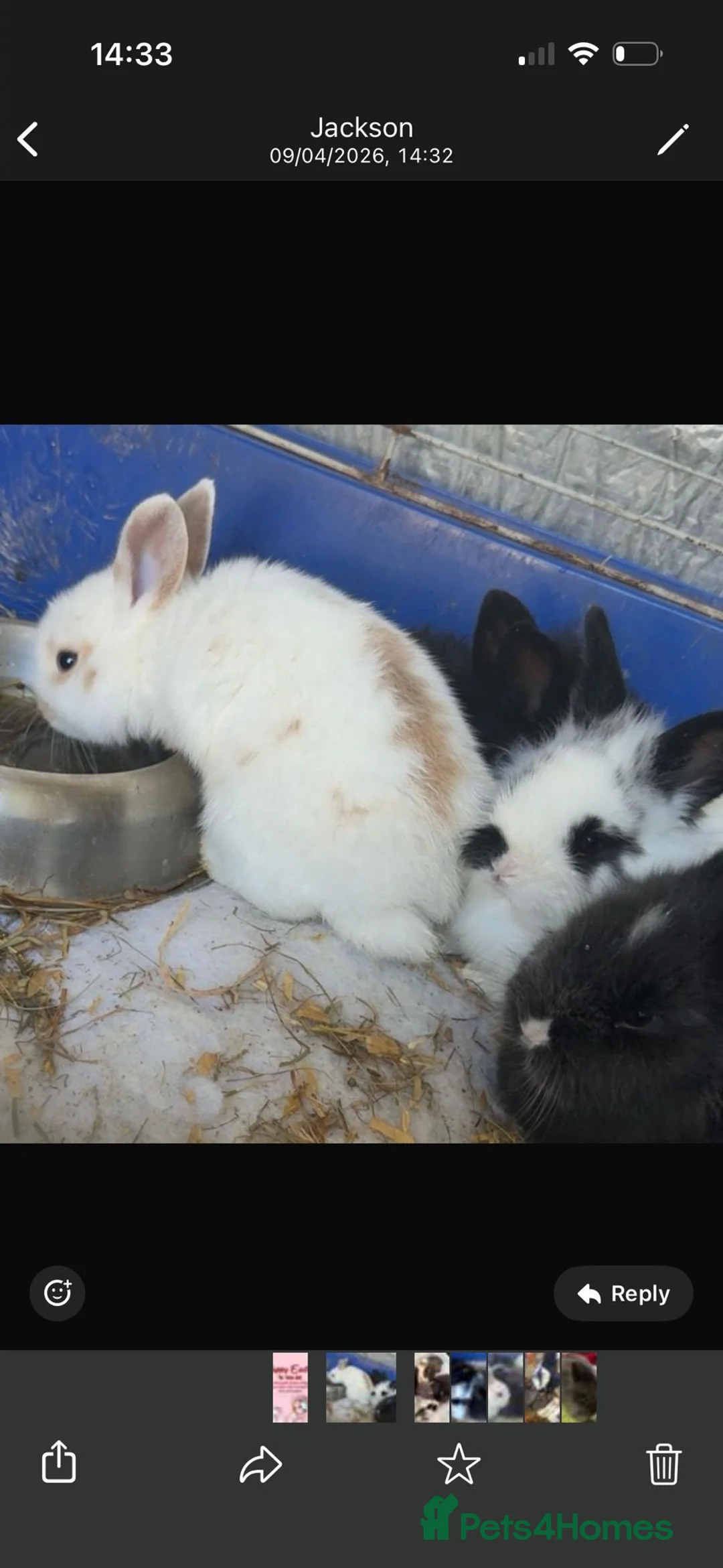 Lionhead rabbits for sale: Adorable 7-Week-Old Baby Bunnies for Sale 🐰 in Swindon - Advert 2