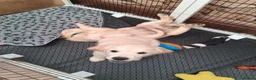 Golden Retriever dogs for sale: OUR BEAUTIFUL LITTLE GOLDEN GIRL  in Barnsley - Advert 5