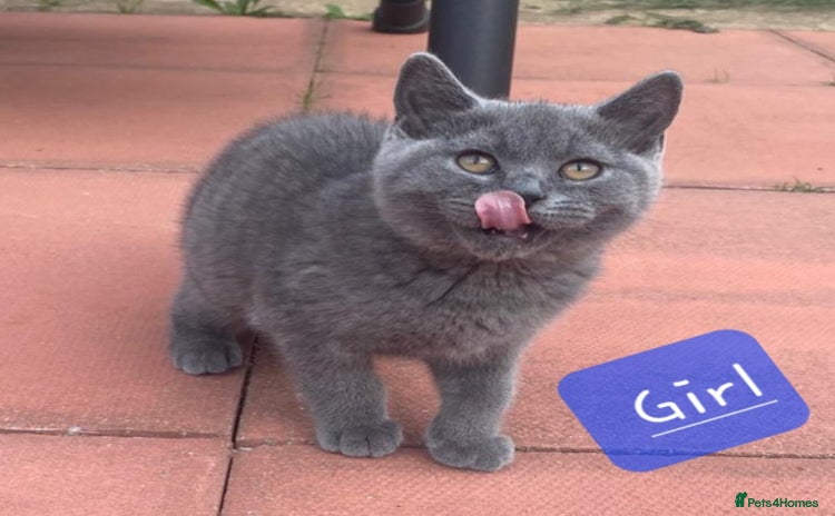 British Shorthair cats - Advert 11