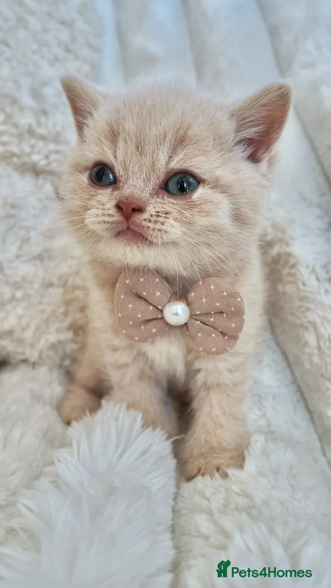 British Shorthair cats for sale: GCCF Registered Kittens British Shorthair - Advert 7