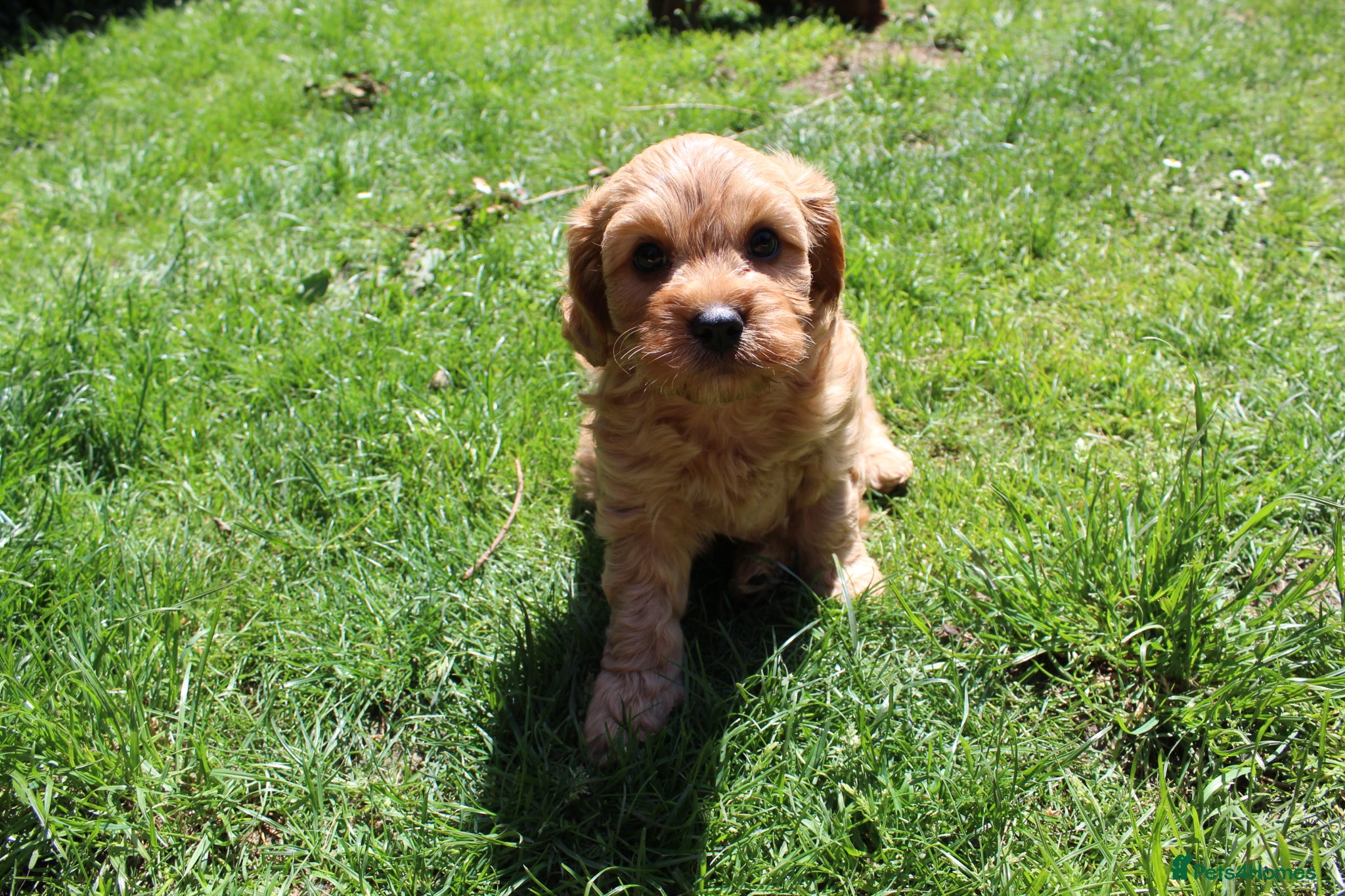 Cavapoo dogs 3 Cavapoo puppies  - Advert 1