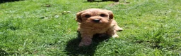Cavapoo dogs for sale: Ready now, 1 Cavapoo puppy - Advert 2