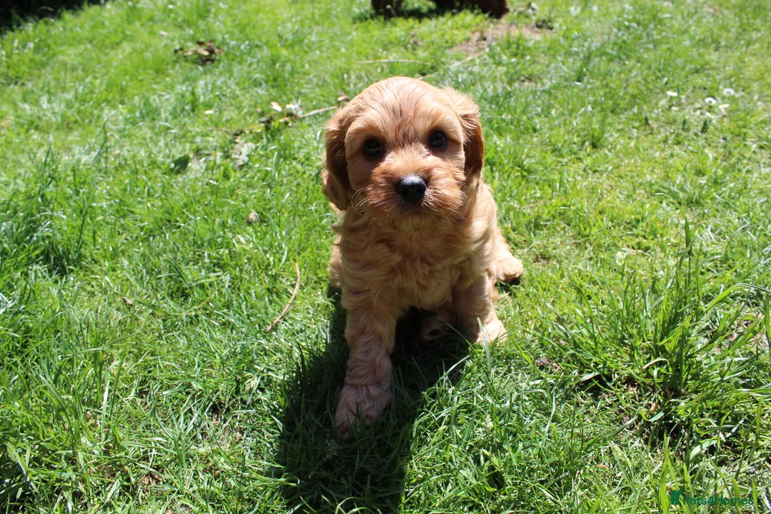 Cavapoo dogs for sale: Ready now, 1 Cavapoo puppy - Advert 2