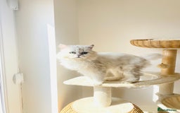 Persian cats for stud: ⭐️PERSIAN CHINCHILLA  PEDIGREE  STUD⭐️ in Gerrards Cross - Image 10
