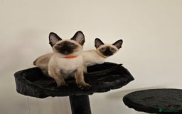 Siamese cats for sale: Cheeky little siamese kittens  - Image 5