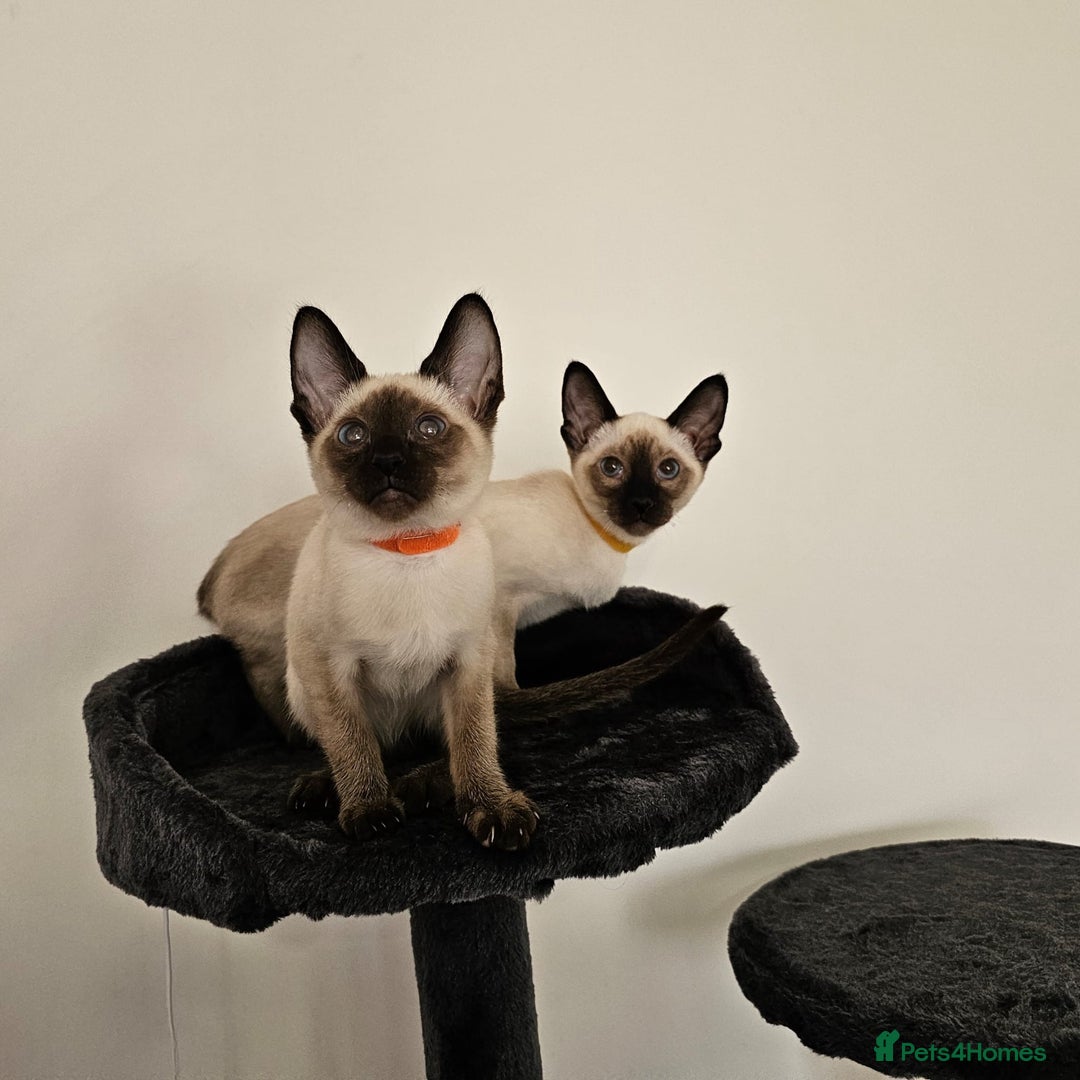 Siamese cats for sale: Cheeky little siamese kittens  - Image 5