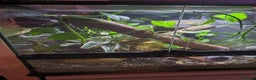 Gecko reptiles for sale: Crested Gecko for sale with terarium  - Advert 4