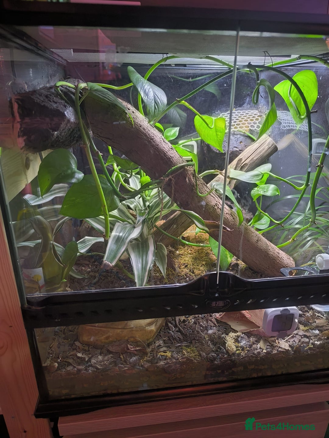 Gecko reptiles for sale: Crested Gecko for sale with terarium  - Advert 4