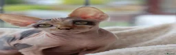Sphynx cats for sale: Beautiful Pedigree Sphynx Kittens  - Advert 20
