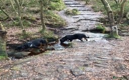 Rottweiler dogs for sale: 3 and a half year old Rottweiler - Image 13