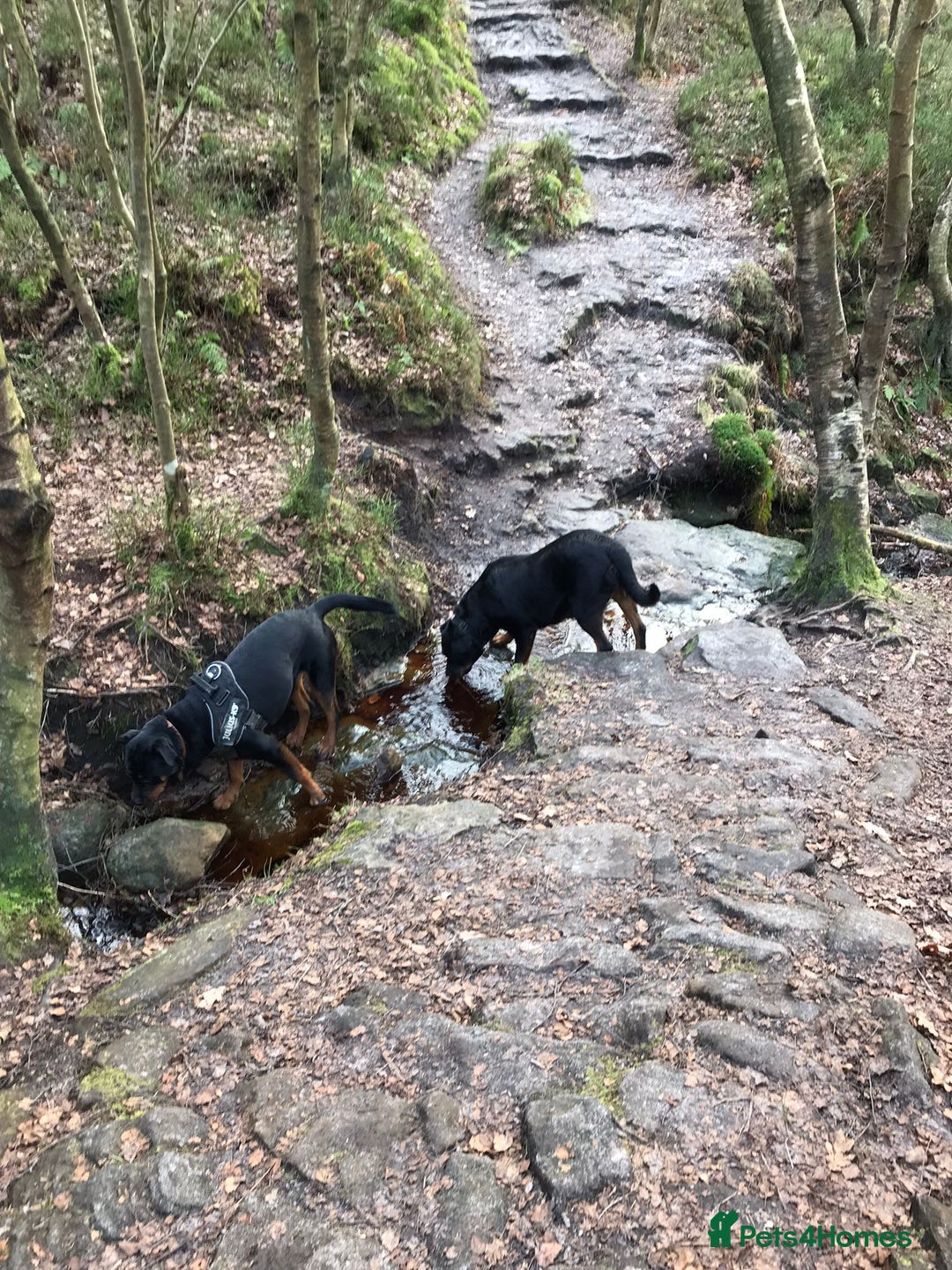 Rottweiler dogs for sale: 3 and a half year old Rottweiler - Image 13