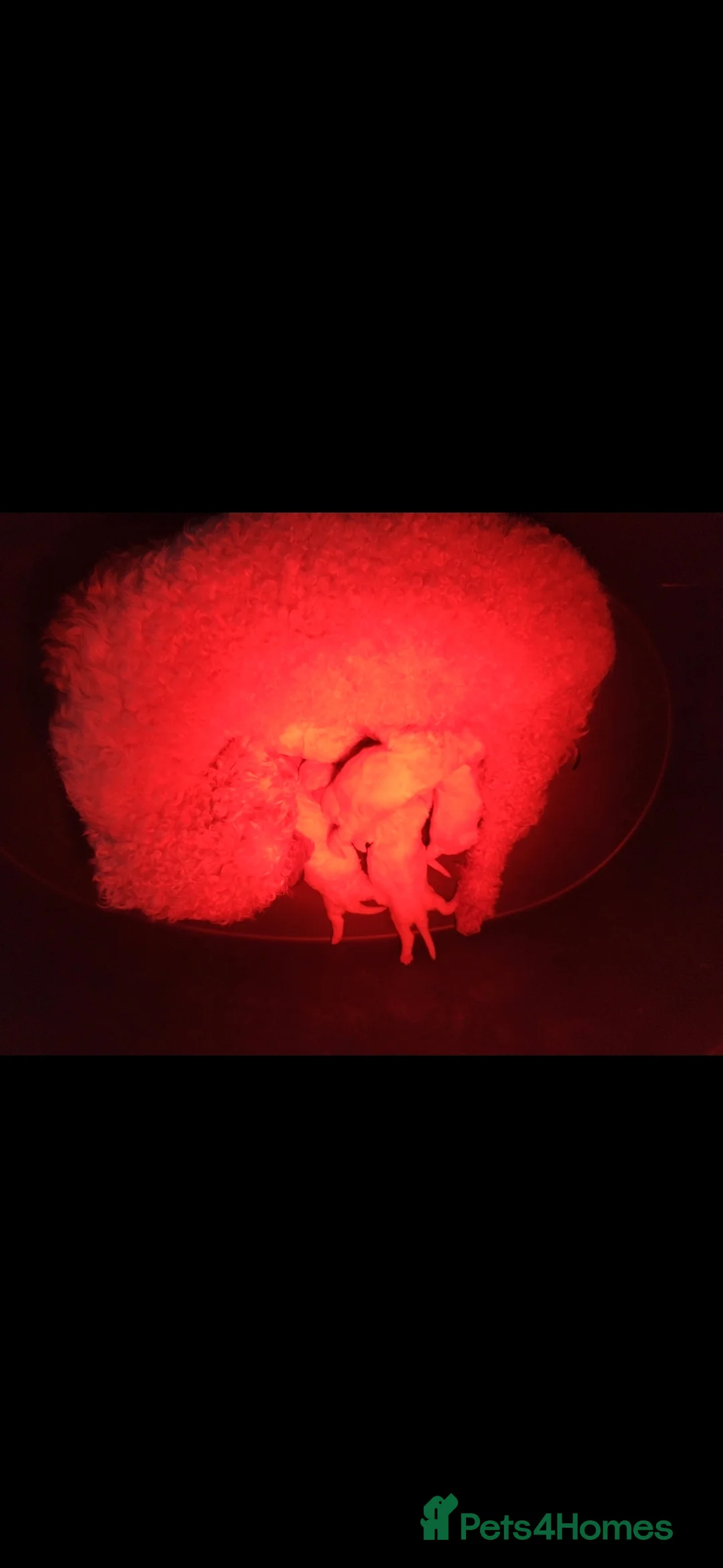 Poochon dogs for sale: Beautiful mini poodle x bichon frise puppies - Advert 22