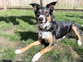 Border Collie dogs Tri border collie stud - Advert 10