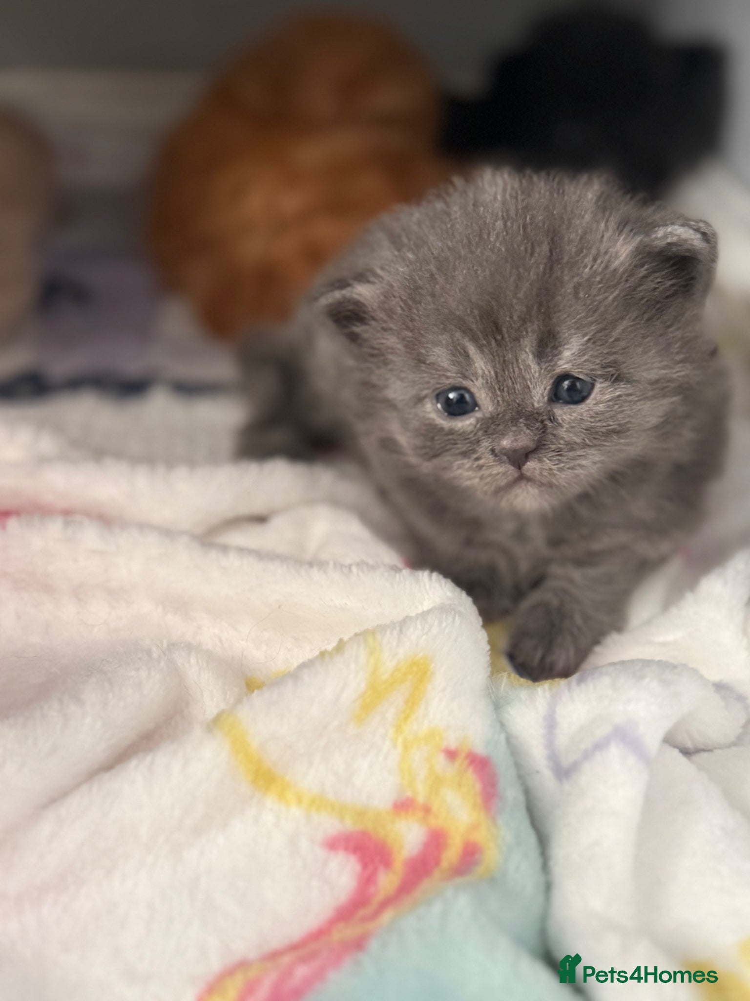 Mixed Breed cats Maine coon cross Scottish fold/pointed blue girl  - Advert 20