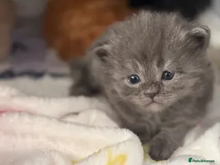 Mixed Breed cats Maine coon cross Scottish fold/pointed blue girl - Advert 20