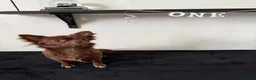 Chihuahua dogs for sale: 2 long haired adult chihuahua girls in Hebburn - Advert 13