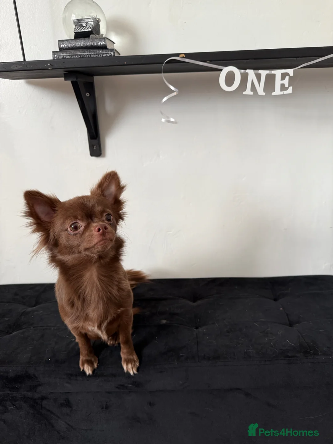 Chihuahua dogs for sale: 2 long haired adult chihuahua girls in Hebburn - Advert 13