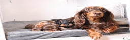 Miniature Dachshund dogs for sale: Exceptional miniature longhaired dachshunds  - Advert 16