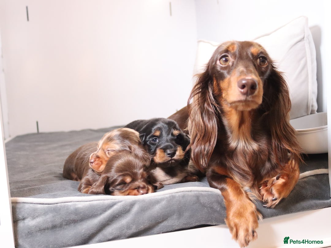 Miniature Dachshund dogs for sale: Exceptional miniature longhaired dachshunds  - Advert 16