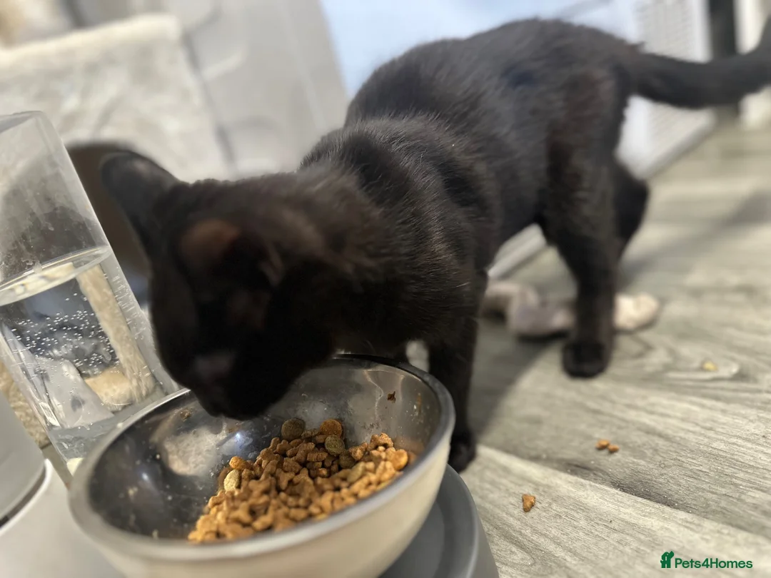Mixed Breed cats for sale: Kitten in Ipswich - Advert 3