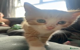 Mixed Breed cats for sale: 4 kittens 2 male 2 female  - Image 9