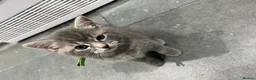 Mixed Breed cats for sale: Beautiful grey Fluffy Kittens! - Advert 13