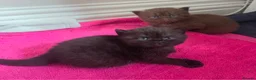 British Shorthair cats for sale: Active British Shorthair Kittens | GCCF 🤎 - Advert 9