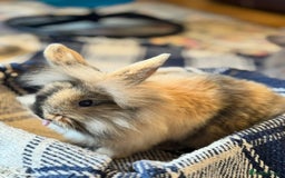 Mini Lion Lop rabbits for sale: Lion lop bunnies - Image 6