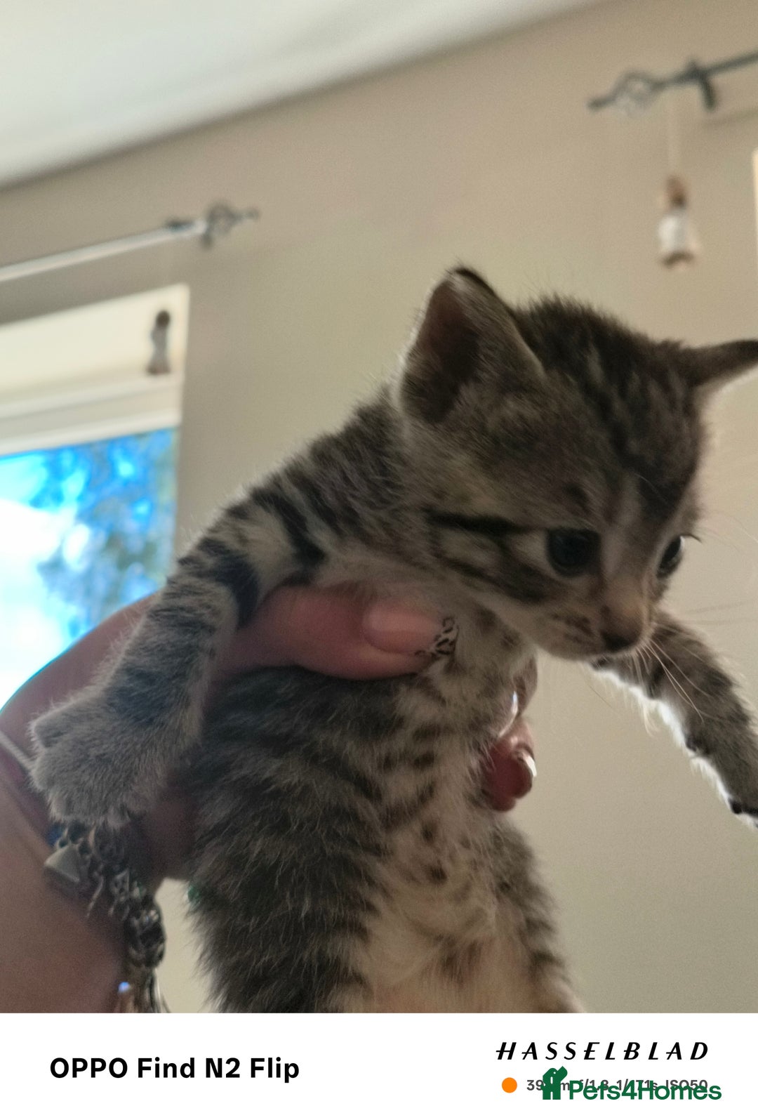 Mixed Breed cats for sale: Kittens  - Image 3