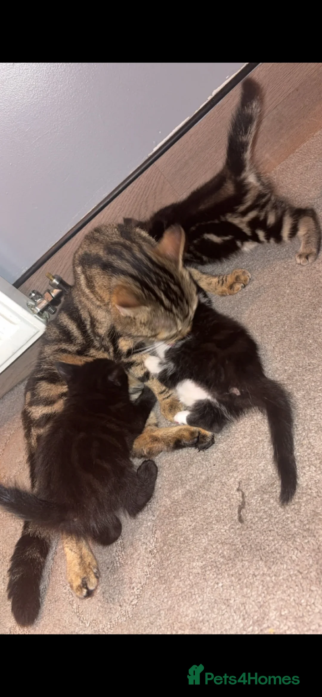 Maine Coon cats for sale: Maine coon kittens  - Advert 5