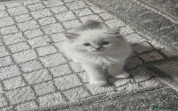 Ragdoll cats for sale: Tica registeeed tabby bicolour ragdolls - Image 37
