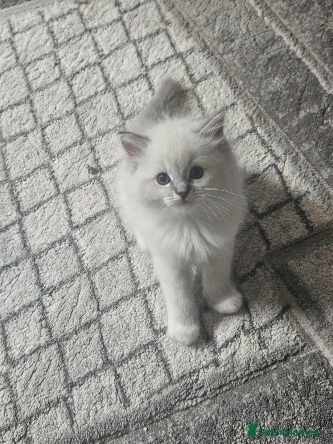 Ragdoll cats for sale: Tica registeeed tabby bicolour ragdolls - Image 37