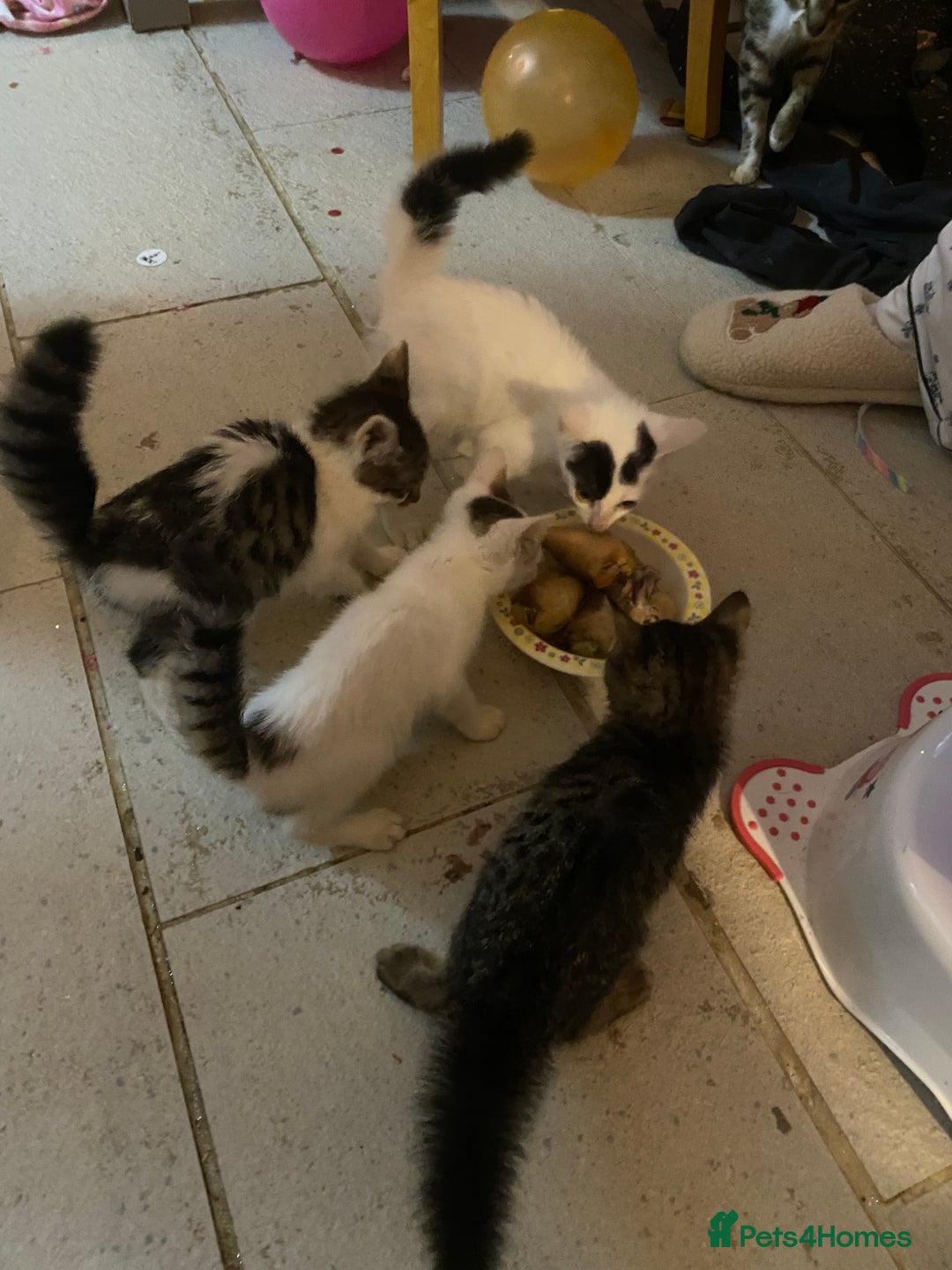 Mixed Breed cats for sale: kittens Bengal x microchipped flea/worm.insured.  - Image 27
