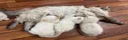 Ragdoll cats for sale: 2 Beautiful overly friendly ragdoll kittens. - Advert 6