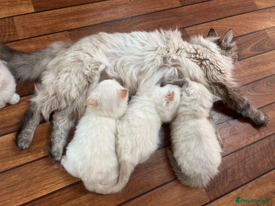 Ragdoll cats for sale: 2 Beautiful overly friendly ragdoll kittens. - Advert 6